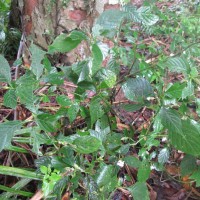 Strobilanthes thwaitesii T.Anderson